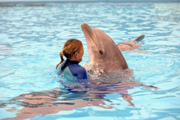  Améliorations des conditions de vie des dauphins dans les parcs aquatiques.  